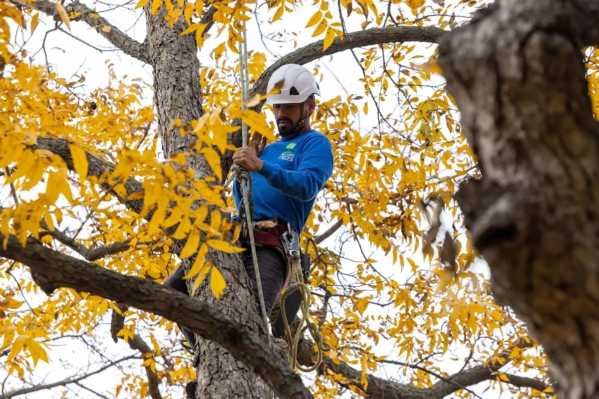 Skilled Tree Trimming crew working in Silver City